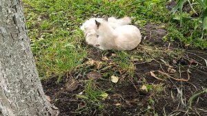 Своя свежая картошка на обед😋 Пасем гусей😍🦢😻 Черешня спеет🍒 Дом на Кубани🏡