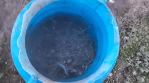 Органическое удобрение  для клубники и не только.Нехват фосфора у клубники