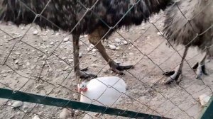 Feed funny ostriches at the Sochi Arboretum