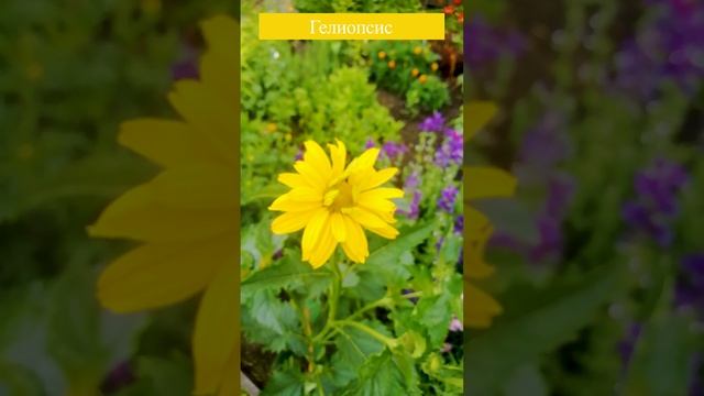 Гелиопсис (лат. Heliopsis).?