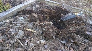 Посадка голубики. Сорт Полярис