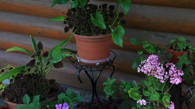 Август в саду и в огороде смотреть онлайн