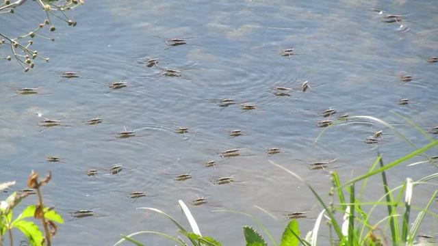 Водоме́рки (лат. Gerridae) — семейство полужесткокрылых насекомых из подотряда клопов (Heteroptera).