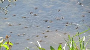 Водоме́рки (лат. Gerridae) — семейство полужесткокрылых насекомых из подотряда клопов (Heteroptera).
