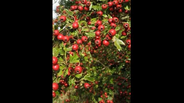 пастила  из боярышника рецепт