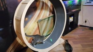 Кошки в колесе....