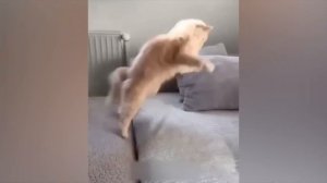 ПРИКОЛЫ С КОТАМИ! с озвучкой! Смешное видео С КОТАМИ! САМЫЕ смешные животные! ТЕСТ НА ПСИХИКУ