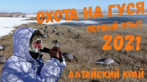 ОХОТА НА ГУСЯ / Алтайский край / Первый опыт