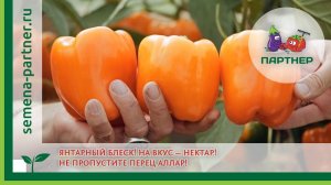 ЯНТАРНЫЙ БЛЕСК! НА ВКУС — НЕКТАР! НЕ ПРОПУСТИТЕ ПЕРЕЦ АЛЛАР!