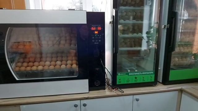 Инкубатор OVO 156, ошибка Ed. Неисправность датчика температуры. смотреть онлайн