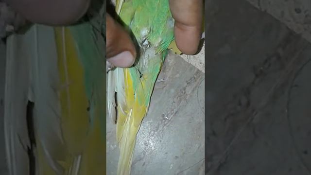 My parrot is expired sad topic смотреть онлайн