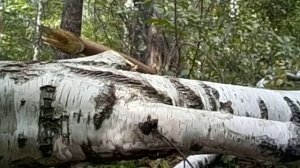 топор из камня или ремонтопригоден ли фискарс