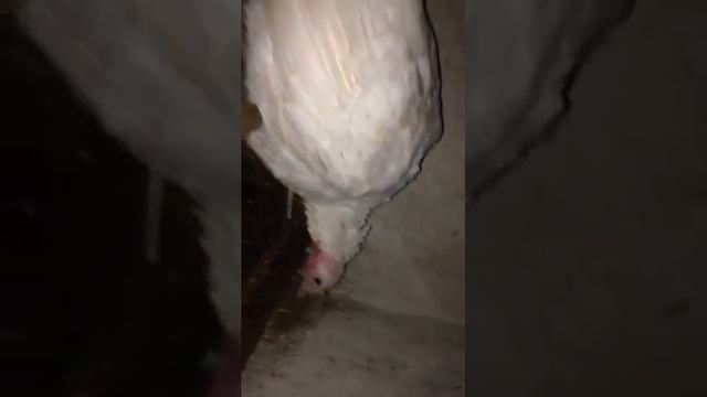 ніч в курнику смотреть онлайн