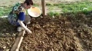 Выростить фасоль на Урале посадка