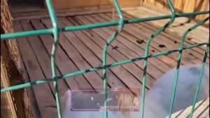 Елена общается с Белым алабаем.