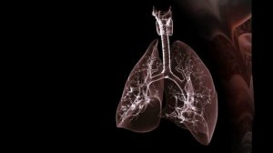 Дыхание. Роль Со2 в крови.