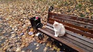 Переезд в Россию/Липецк/Первые трудности/Почему именно Тамбовская область