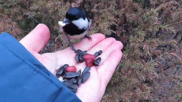 Настырная московка смотреть онлайн