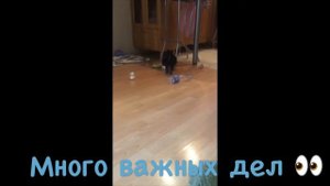 Едем за щенком йорка / первые дни дома