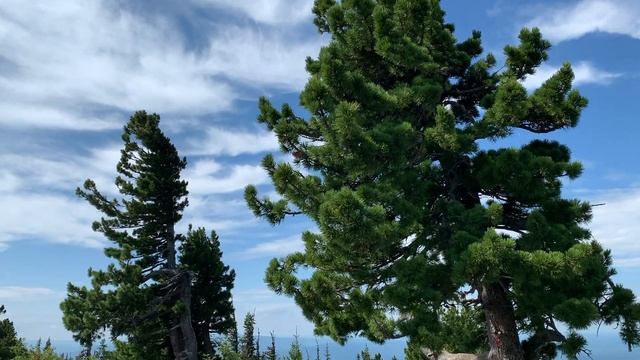 Sheregesh 2020 - Miluti смотреть онлайн