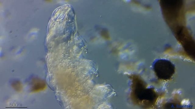 Тихоходка из мха. /// Tardigrada from the moss. смотреть онлайн
