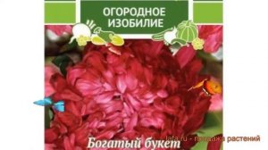 Астра пионовидный Аннушка (annushka) ? астра Аннушка обзор: как сажать семена астры Аннушка