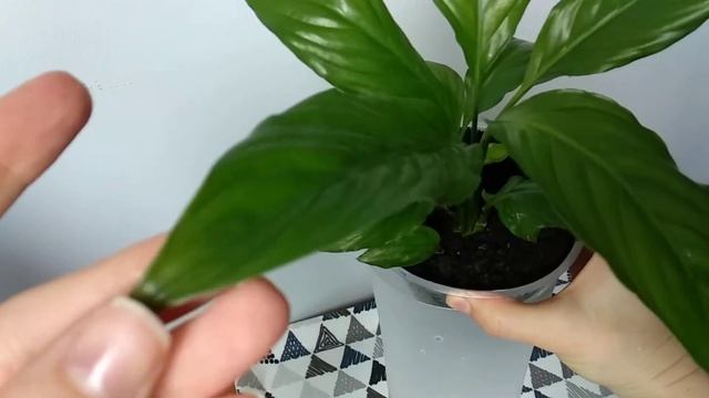 Spathiphyllum СПАТИФИЛЛУМ. Женское счастье. Выращивание без проблем. Уход и пересадка #спатифиллум