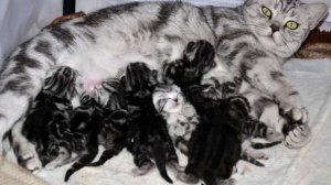 Шотландская вислоухая кошка: уход и кормление в домашних условиях