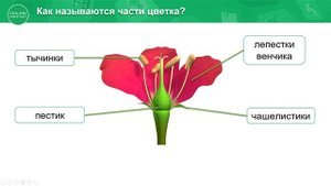 4 класс. Естествознание. 4 урок. Для чего растению цветки?