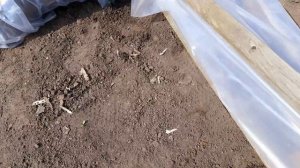 СЕЮ АСТРУ В ОТКРЫТЫЙ ГРУНТ В МИНИ ТЕПЛИЧКУ.