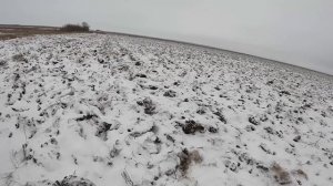 СКОЛЬКО ЗАЙЦЕВ В ЭТОЙ ПОСАДКЕ??? ЗАЙЦЫ ВСТАЮТ ИЗ ПОД НОГ!!! ЛУЧШАЯ ОХОТА НА ЗАЙЦА / MAX HUNTER