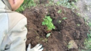 Крыжовник Каптиватор. Riber usa-crispa Captivator. Посадка 2016