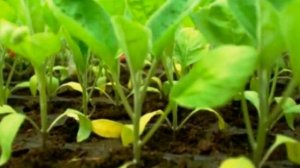 Если рассада перцев желтеет и сбрасывает листья устраните причины.
