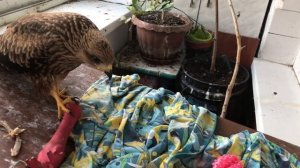 Хватаем коршуна за нос! Птенец коршуна вырос, но все так же любит шалить и играть