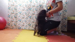 Дрессировка щенка померанского шпица | УРОК 1