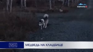 Медведь на кладбище