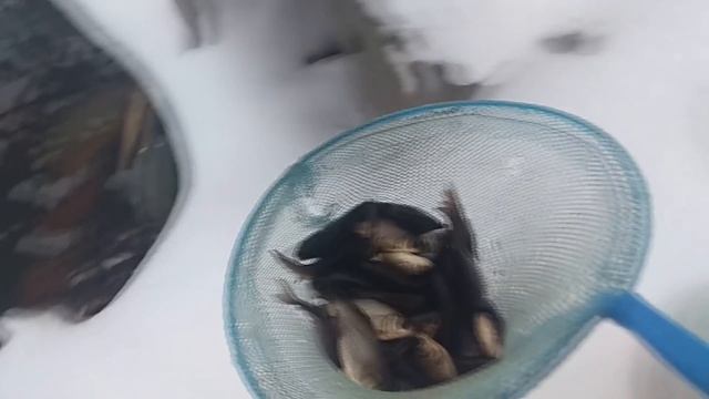 Где взять ЖИВЦА зимой? НАЛОВИЛ Ведро ЖИВЦА за 5 минут смотреть онлайн