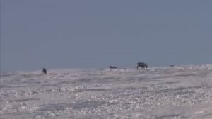 Охота и рыбалка за полярным кругом.