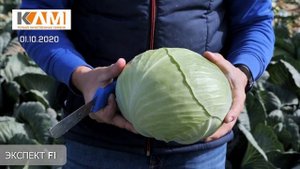 Обзор капусты Экспект F1