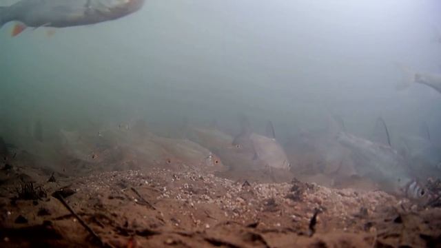 Обычная Гречка Творит ЧУДЕСА! Реакция рыбы! Подводная съемка! смотреть онлайн