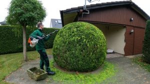 Kustorez. Thuja Golden globe Shaping