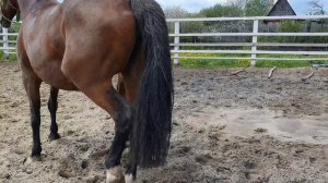 НОВОРОЖДЕННЫЙ ЖЕРЕБЁНОК!ЕМУ 2 ДНЯ, ЧТО ОН УМЕЕТ))