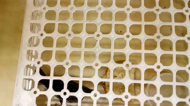 Отогрел воробья. смотреть онлайн