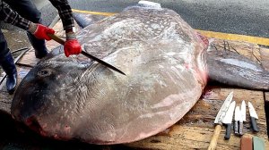 Разделка супер гигантской рыбы-луны весом 1,2 тонны | Уличная еда Кореи