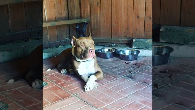 Питбуль Магард так спит на даче)) смотреть онлайн