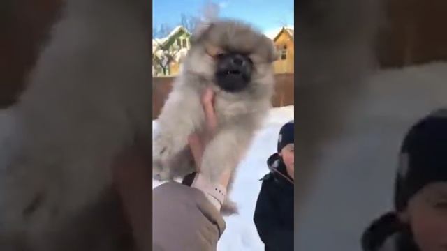 Шпиц мальчик крем соболь смотреть онлайн