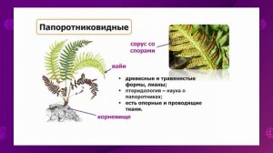 Биология. 8 класс. Отличительные признаки отделов растений /22.09.2020/