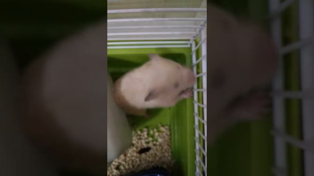 Хомяк Джерри🐹 Рун тур по клетке чем занимается хомячок сирийский  Arina Eroshina Pets