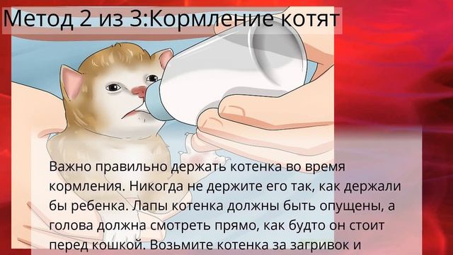 Как ухаживать за котятами без кошки в первые 3 недели