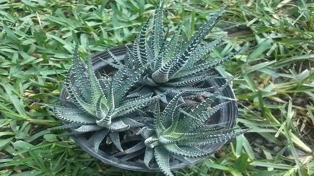 Planta Zebra // Haworthia Attenuata смотреть онлайн